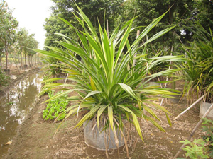 راهنمای نگهداری و پرورش گل و گیاهان زینتی - پاندانوس ساندری